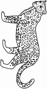 Felini Leopardo Jachtluipaard Kleurplaten Animali Cheetah Giaguaro Colorat Leopard Animale Kleurplaat Tigre Stampare Gepard Leopardos Pintada Tigri Guepard Ghepardi Planse sketch template