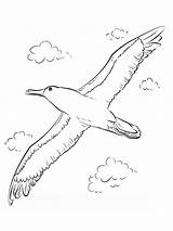 Albatross Albatros sketch template