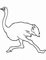 Ostrich Avestruz Supercoloring Dibujo sketch template