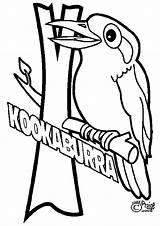 Kookaburra Coloringhome sketch template