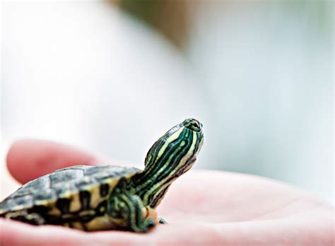 top   pet turtles small turtles   great pets