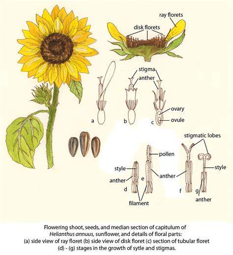 sunflower cfaoguida joseph floral diagrams  pollinator flickr