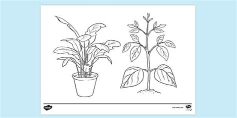 plant colouring page teacher  twinkl