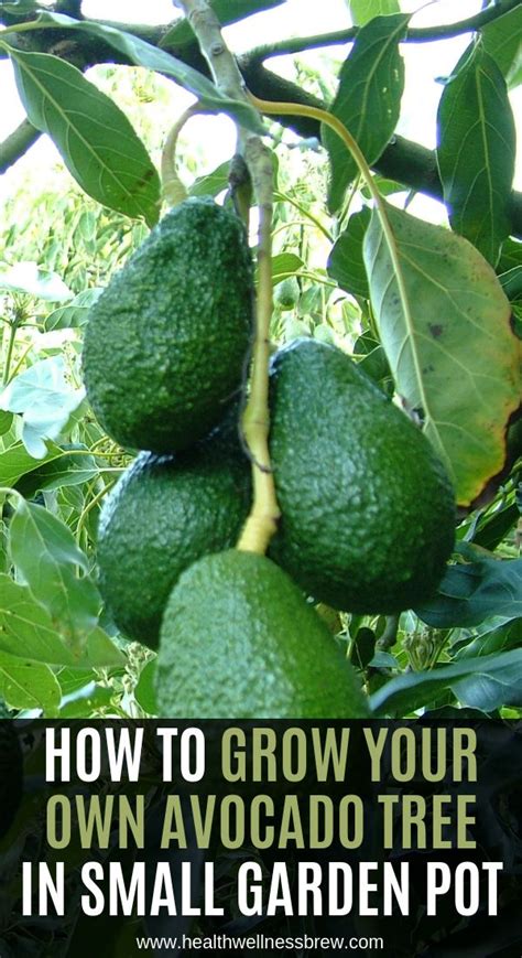 How To Grow Your Own Avocado Tree In Small Garden Pot Avocado Plant