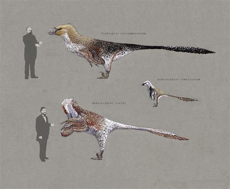 dakotaraptor  utahraptor   hyrotrioskjan  deviantart