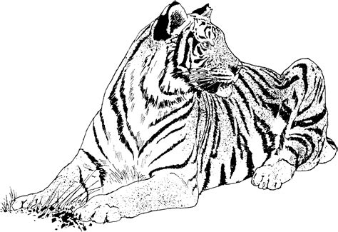 big cat coloring pages cat coloring page lion coloring pages tiger
