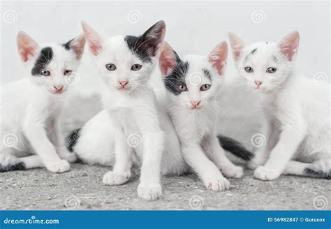 cute cat family stock image image  domestic baby