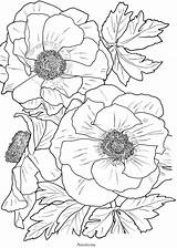 Coloring Pages Flowers Flower Book Adult Printable Bloom Color Anemone Floral Close Books Adults Drawing Painting Number Poppy Colorng Beautiful sketch template