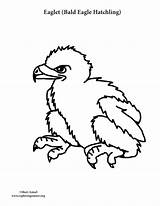 Coloring Eagle Eaglet Bald Hatchling sketch template