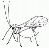 Aphid Insect Coloring Drawing Biology Winged Pages Insects Drawings Bugs Aphids Biological Control Embroidery Getting Patterns Bug Resources Rid Greenfly sketch template