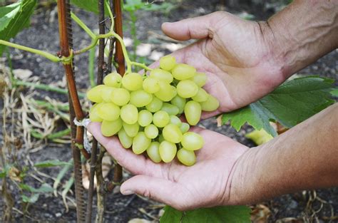 grow  small vineyard ehow