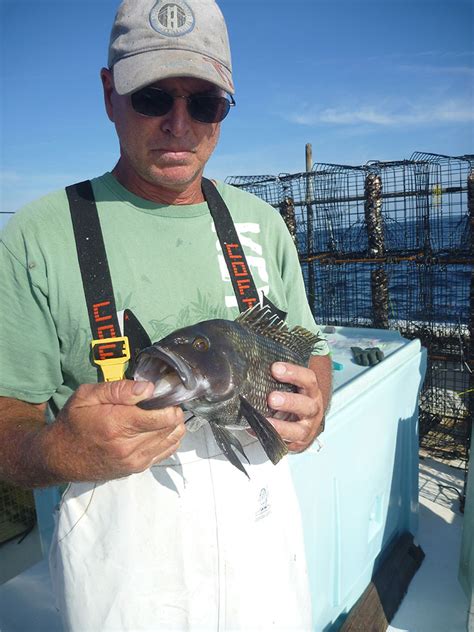 Size Matters Testing A New Mesh Size For Black Sea Bass