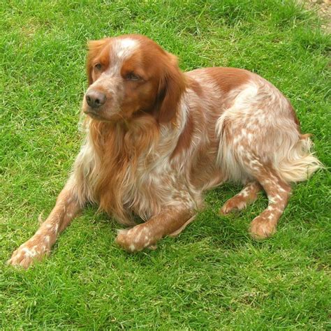 lepagneul breton races de chiens accueillir  chien chiens