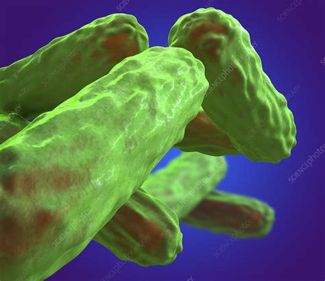 tuberculosis bacteria stock image  science photo library