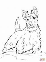 Terrier Coloring Scottish Pages Scottie Dog Drawings Dogs Printable Yorkshire Boston Highland Color West Line Terriers Colouring Pyrenees Great Graphics sketch template