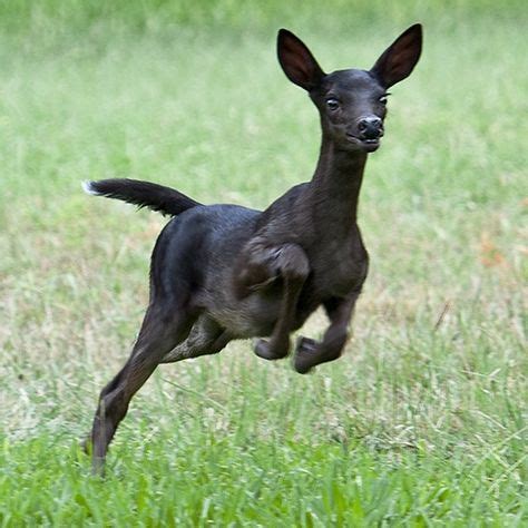 black deer  awesome images   extremely rare melanistic black fawn  pics