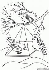 Coloring Feeder Birds Pages Colorkid Winter Print Big sketch template