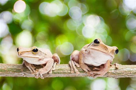 everything you ever wanted to know about frog sex but