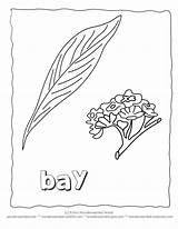 Coloring Pages Flower Leaves Flowers Birth Leaf Bay Wildlife Wonderweirded January Book Collection sketch template