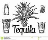 Tequila Cactus Botlle Kaktus Alkoholische Gezeichneter Salzes Alcoholische Getrokken Zout Disegnato Insieme Vetro Alcolici Schizzo Calce Cocktail Geschilderd Fles Kalk sketch template