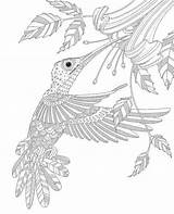 Coloring Pages Adult Hummingbird Kolibri Printable Advanced Colouring Bird Detailed Adults Zentangle Ausmalen Zum Vogel Humming Animal Mandala Erwachsene Kleuren sketch template