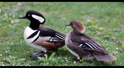 duck couple gr flickr