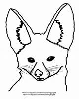Fennec Adapted sketch template