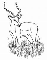 Antilope Ausmalbild Gazelle Ausmalbilder Ausdrucken Malvorlagen Impala Drucken sketch template