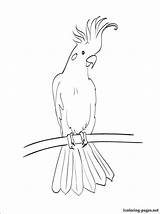 Cockatoo Coloring Pages Bird Drawings Australian Animal Drawing Printable Svg Colouring Cockatoos Kakadu Zoo Animals Template Stencil Birds Australia Book sketch template