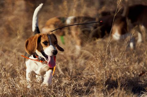 hunting dog profile  adorable  athletic beagle gearjunkie