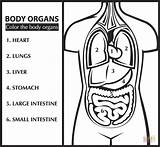 Umano Organi Colorare Organs Inglese Disegno Colora Impara Organ Anatomia sketch template