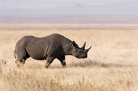 black rhinoceros writework