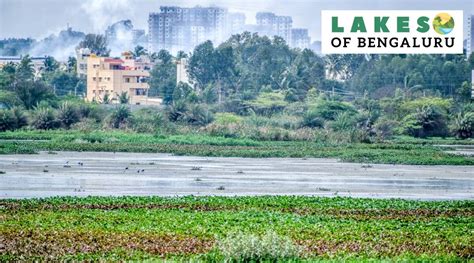 lakes  bengaluru pollution encroachments sounding  death knell  yele mallappa shetty