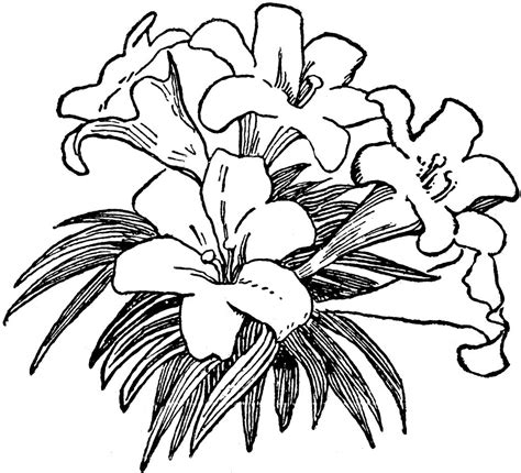 easter lily coloring page part