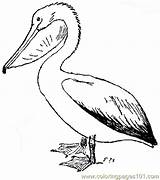 Pelican Coloring Pages Online Printable Birds Color sketch template