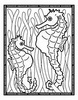 Aquarium Colouring Seahorse sketch template