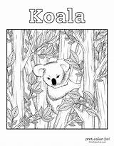 Koala Cute Printcolorfun sketch template