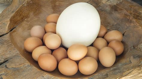 ostrich  chicken eggs    nutritious