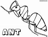 Ant Coloring Pages Ants Print sketch template