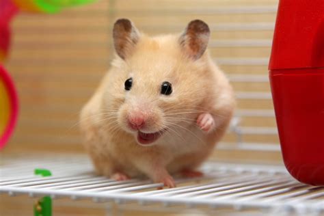 How Long Do Hamsters Live The Complete Hamster Lifespan Guide