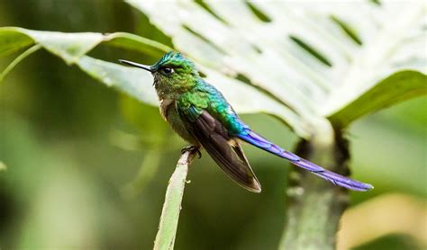 pa violet tailed sylph hummingbird ecuador sachatam flickr