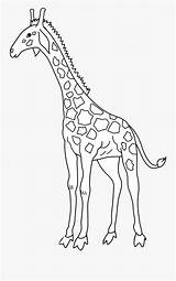 Giraffe Clipartkey sketch template