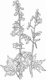 Larkspur Delphinium Coloring Elongatum Tall Supercoloring Pages Flower Printable Flowers Drawings Categories Botanical sketch template