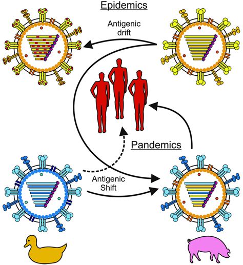 viruses  full text evasion  influenza  viruses  innate