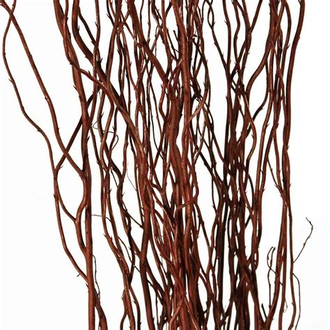 decorative branches brown curly willow branches