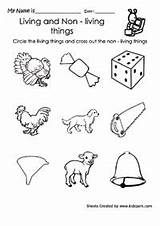 Living Non Science Things Worksheets Nonliving Kindergarten Preschool Grade Kinder Printables Printable Activities Kids Google First Teacher Alive Sheet Search sketch template