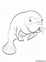 Coloring Pages Manatee Printable Getcolorings Color Sea sketch template
