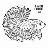 Siamese Kampffisch Poisson Combattente Pesce Siamois Malbuch Siamesischer Illustrationen sketch template