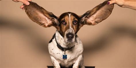 big ears froots magazine