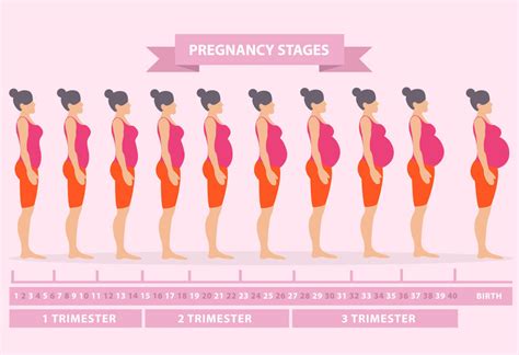 pregnancy symptoms week  week  trimester healthpulls